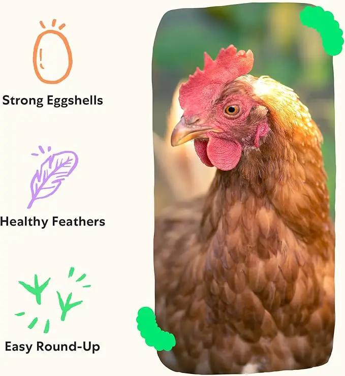 Grubblies - Black Soldier Fly Larvae for Chickens - Chicken Treats Grown in The US and Canada - for Strong Eggshells and Healthy Feathers - Grubblies Hometown Harvest 1LB by GreenHaven Gardens