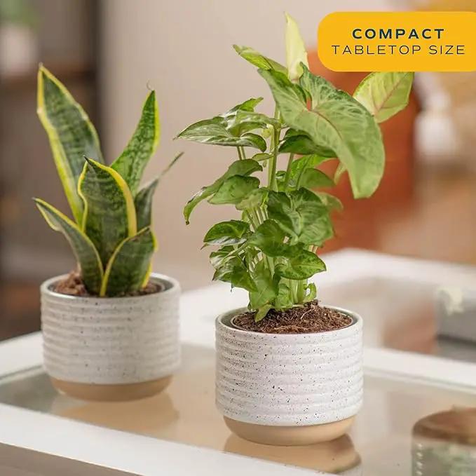 Costa Farms Live Plants (Pack of 2), Easy to Grow Real Indoor Houseplants, Air Purifying Plants, Grower's Choice in Home Décor Indoors Plant Pots, New House Gift or Room Décor by GreenHaven Gardens