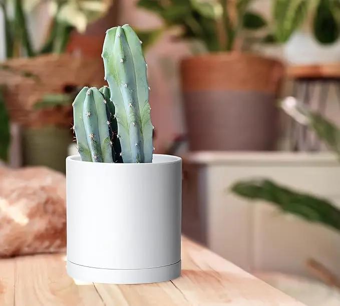 D'vine Dev 2 Pack 5.5 Inch Modern Plastic Plant Pots, Small Garden Planters for Plant with Drainage Holes and Saucers, White Color, 74-Z-H-1 by GreenHaven Gardens
