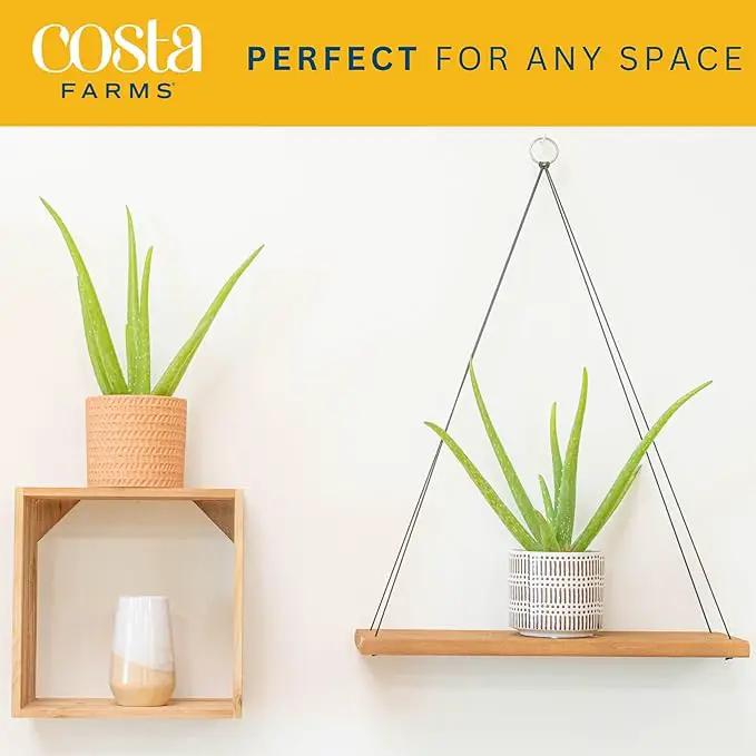 Costa Farms Aloe Vera (2 Pack), Live Succulent Plant, Easy Care Indoor Houseplant in Grower Pot, Natural Room Air Purifier in Soil, Living Room or Office Décor, New House Warming Gift, 12-Inches Tall by GreenHaven Gardens