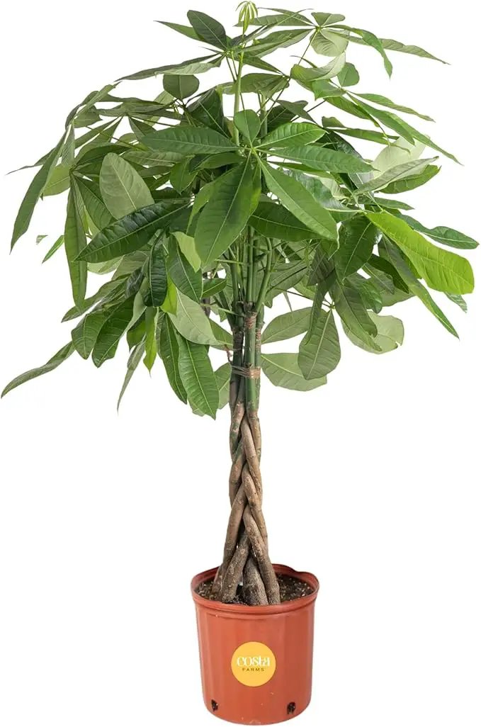 Costa Farms Money Tree, Large, Live Indoor Plant, Easy to Grow Pachira House Plant Gift, Home Décor, 3-4 Feet Tall in Nursery Pot by GreenHaven Gardens