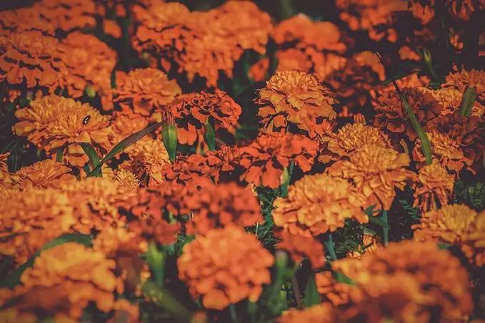 Set of 100 Assorted Valley Green Flower Seed Packets! Flower Seeds in Bulk - 20+ Varieties Included by GreenHaven Gardens