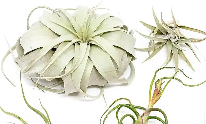5 Pack of Large Tillandsia Air Plants - Xerographica, Juncea, Bulbosa, Caput Medusae & Harrisii- Live Succulent House Plants Availabe in Wholesale and Bulk - Easy Care Indoor and Outdoor Plant by GreenHaven Gardens
