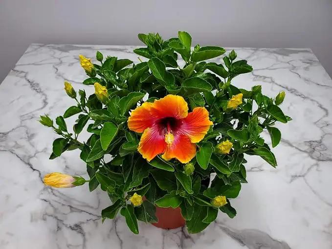 Hibiscus Bush - Fiesta Flower - Tropical Plants of Florida - Overall Height 22" to 26" (Plant Only) by GreenHaven Gardens