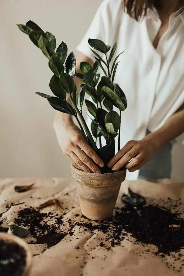 Premium ZZ Plant Organic Potting Blend - Sustainable Growth & Revitalized Soil Ecosystem - 5 QUARTS by GreenHaven Gardens
