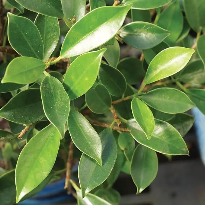 Brussel's Bonsai Live Golden Gate Ficus Indoor Bonsai Tree - Medium, 7 Years, 8 to 16 In - Live Bonsai Tree in Ceramic Bonsai Pot and Humidity Tray by GreenHaven Gardens