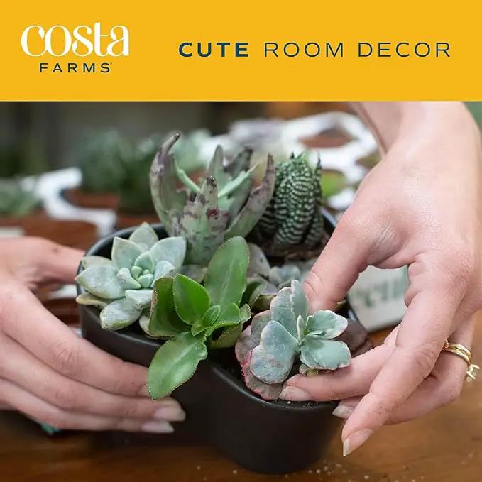 Costa Farms Succulents (6 Pack), Live Mini Succulent Plants, Grower's Choice Live Houseplants, Potted in Nursery Plant Pots, Potting Soil, Gift for Bulk Baby Shower, Bridal Shower, DIY Room Decor by GreenHaven Gardens