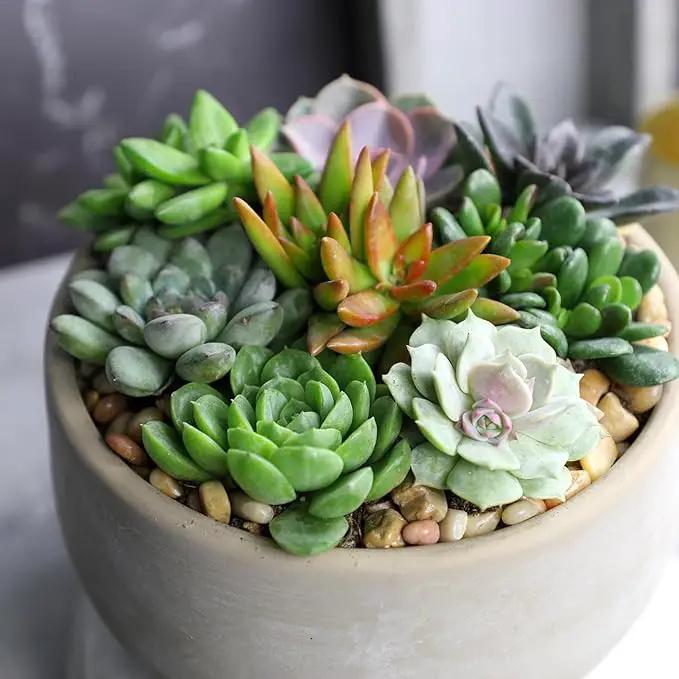 Altman Plants, Live Succulent Plants (20 Pack) Assorted Potted Succulents Plants Live House Plants in Cacti and Succulent Soil Mix, Cactus Plants Live Indoor Plants Live Houseplants in Planter Pots by GreenHaven Gardens