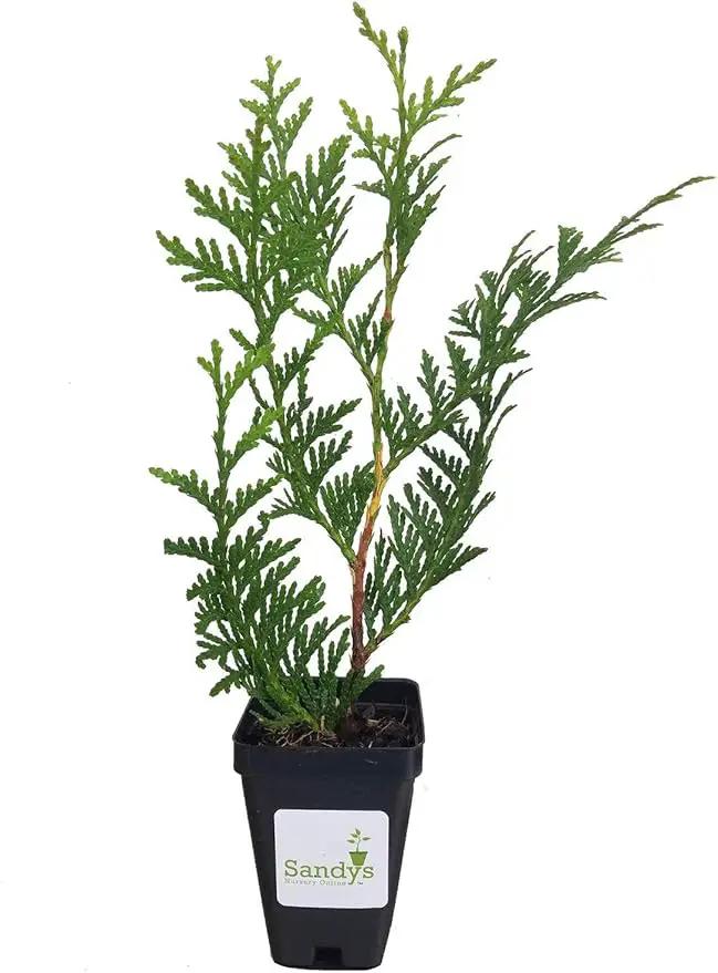 Thuja Green Giant Arborvitae Tree, 16-20+ Inches Tall, Lot of 15, 3 Inch deep Pot by GreenHaven Gardens