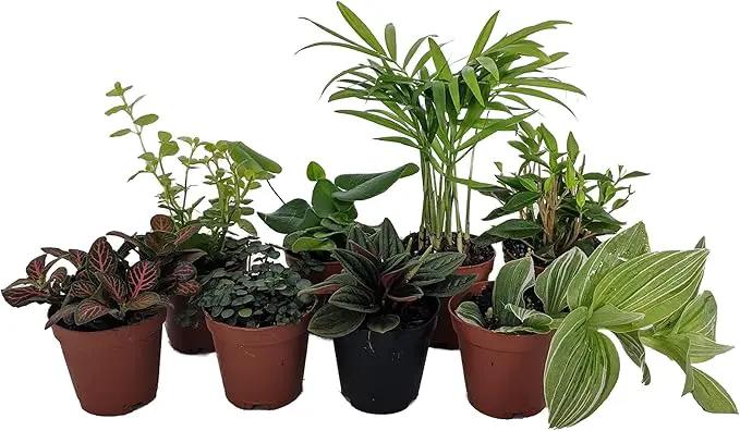 Terrarium & Fairy Garden Plants - 8 Plants in 2" pots by GreenHaven Gardens