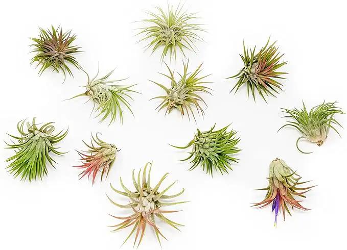 12 Pack Air Plants Ionantha Mexican-Colors and Shape Varies Due to Seasonality-Live Tillandsia Succulent for House Air Plants Holder-Available in Wholesale and Bulk-Easy Care Indoor and Outdoor Plants by GreenHaven Gardens