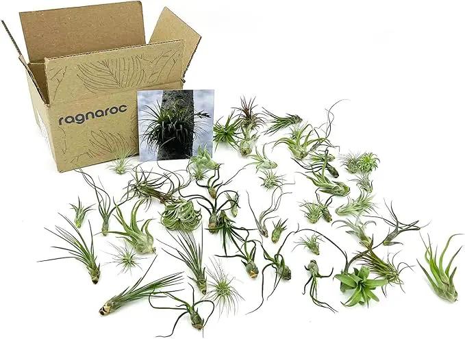 Air Plants Bulk - Tillandsia Variety Wholesale Pack, Regular 1-3" - 50ct - Live Arrival Guaranteed - House Plants for Home Decor & Gift by GreenHaven Gardens