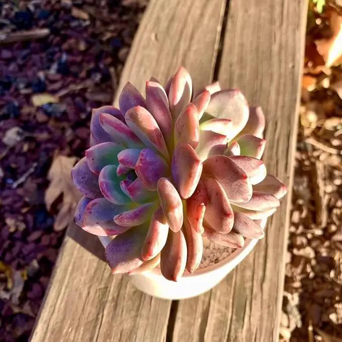 FWPP Live Succulent Echeveria Ariel,3.5 Inches Mini Red Succulents Plants Live,Bare Root Without Pot Soil,Rare House Plants for Gift Party Wedding Garden Baby Shower DIY Decor by GreenHaven Gardens