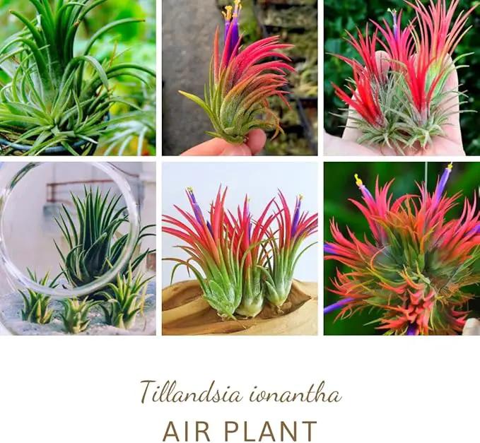 Tillandsia Plants, Red Tillandsia Air Plants Live, Combo 15 Succulents Plant Live, House Plant Indoor Outdoor, 2 Inc Tall by GreenHaven Gardens