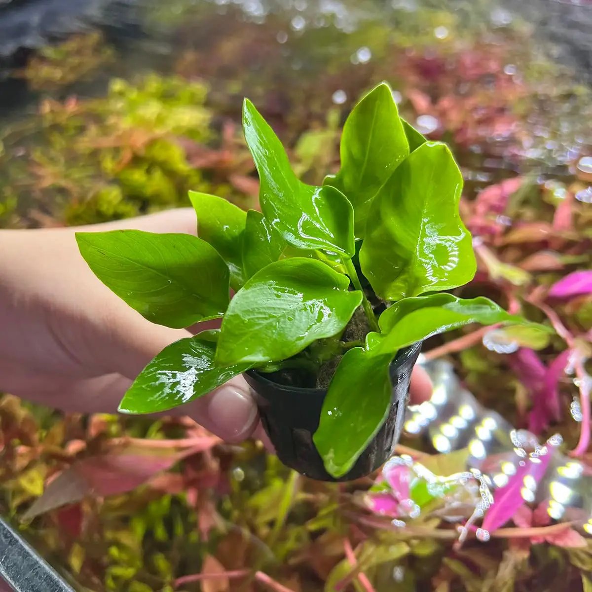 Anubias Live Aquarium Plants - Potted Freshwater Plant for Fish Tanks, Terrariums - Beginner Friendly Low Light (Nana Golden, 5 Pots) by GreenHaven Gardens
