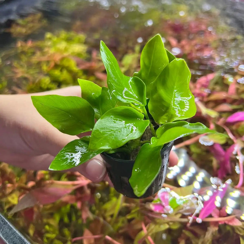 Anubias Live Aquarium Plants - Potted Freshwater Plant for Fish Tanks, Terrariums - Beginner Friendly Low Light (Nana Golden, 3 Pots) by GreenHaven Gardens