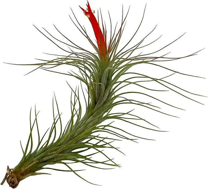 Air Plants - Elsker Gift Box - Large 4" - 5ct - Live Arrival Guaranteed - House Plants for Home Decor & Gift by GreenHaven Gardens