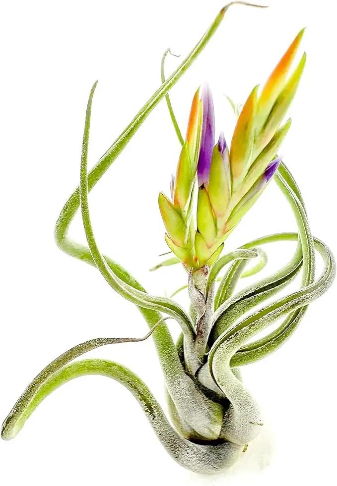 Air Plants - Flowering Tillandsia Caput Medusae, Large 5-7" - 1ct - Live Arrival Guaranteed - House Plants for Home Decor & Gift by GreenHaven Gardens