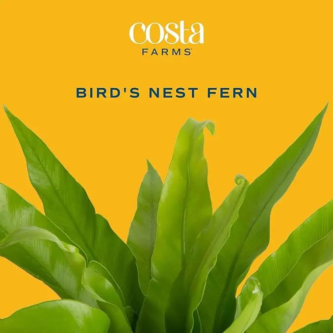 Costa Farms Bird's Nest Fern Plant, Easy Care Live Indoor Houseplant in Modern Decor Planter, Potted in Soil Potting Mix, Outdoor Garden Gift, Beautiful Home Décor, Housewarming Gift, 15-Inches Tall by GreenHaven Gardens