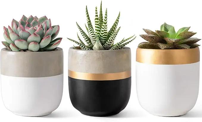 Dahey 3 Pack Small Cement Succulent Planter Pots 4 Inch Modern Mini Concrete Flower Pots Indoor Outdoor for Cactus Herb or Small Plants Home Decor by GreenHaven Gardens
