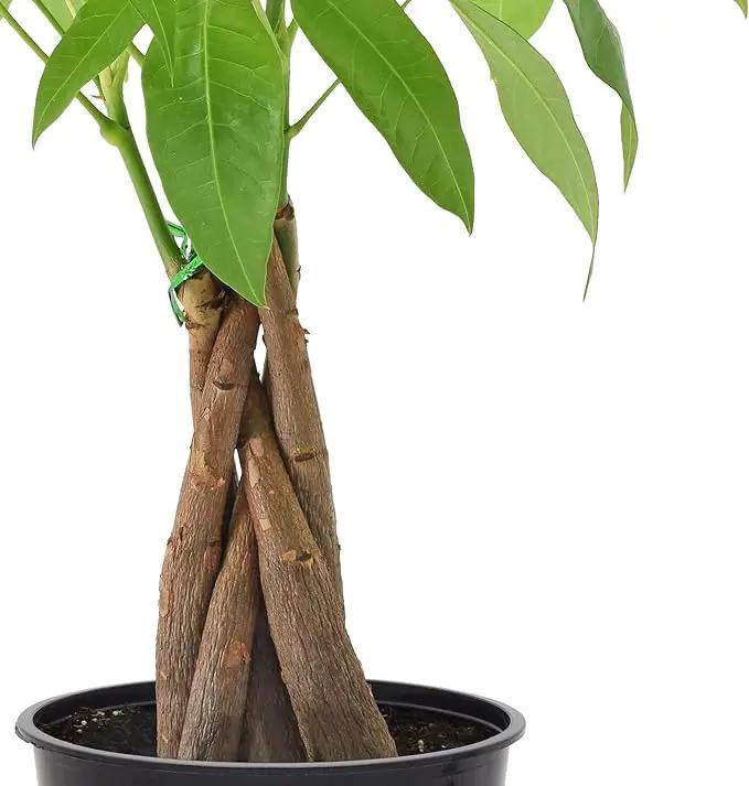 Money Tree Live Indoor Plant in 4 in. Plastic Grower Pot *Sold by Amazon and Arcadia Garden Products* by GreenHaven Gardens