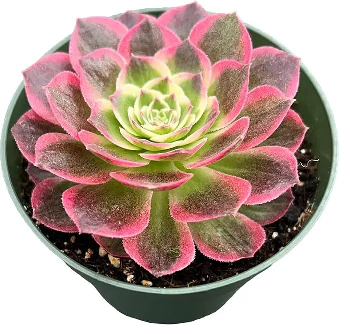 Live Succulent Plants Aeonium 'Dark Sea', Easy Care Potted Succulents, Approx 4" D x 8" H, Indoor Houseplant, Unique Gifts, Home Office Décor by GreenHaven Gardens