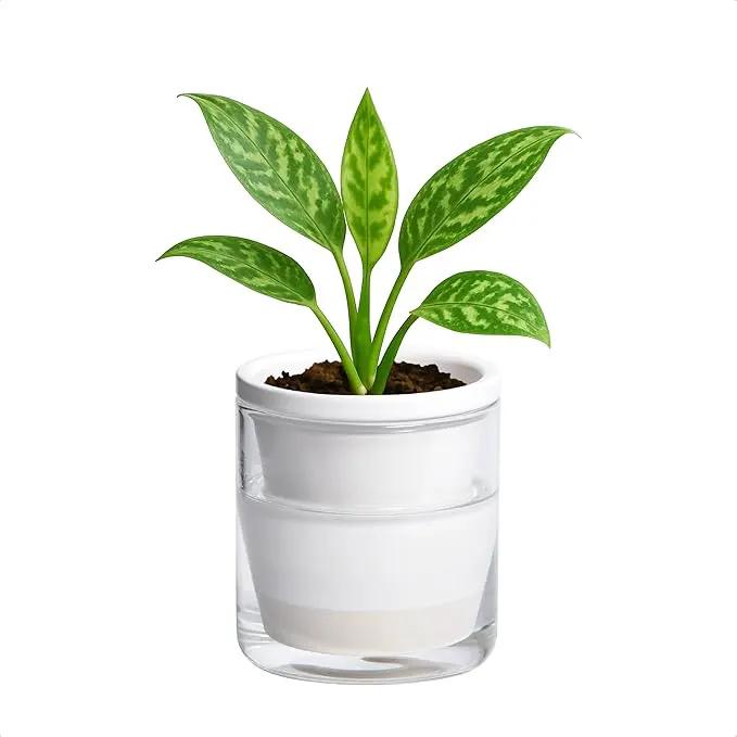 D'vine Dev 4 Inch Design Self Watering Planter for Indoor Plants, White Terracotta Pots with Cylinder Glass Cup, 37-X-A-2 by GreenHaven Gardens