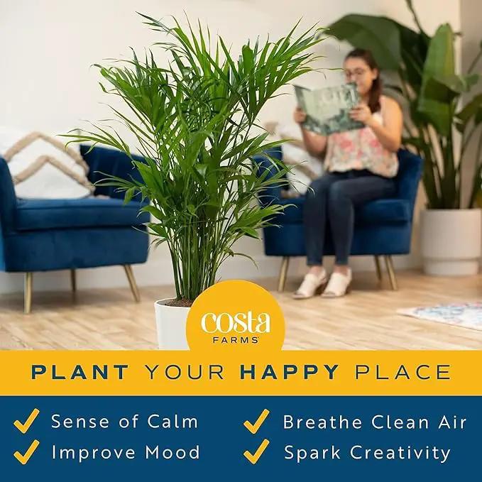 Costa Farms Cat Palm, Live Indoor Houseplant in Indoor Garden Plant Pot, Floor Plant Potted in Potting Soil, Housewarming Gift for New Home, Living Room, Office, Patio Palm Tree Decor, 3-4 Feet Tall by GreenHaven Gardens