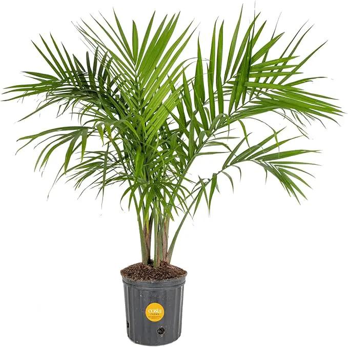 Costa Farms Majesty Palm Tree, Live Indoor Plant Potted in Grower Pot, Tropical Houseplant in Potting Soil, Patio Home Decor or Room Decor, Housewarming, 3-4 Feet Tall by GreenHaven Gardens