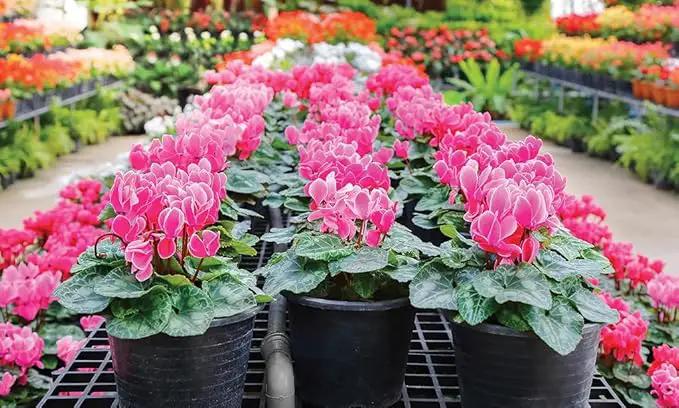 Premium Cyclamen Potting Soil Mix - Perfect Balance of Nutrients, Drainage, and Aeration for Thriving Blooms - 20 Quart by GreenHaven Gardens