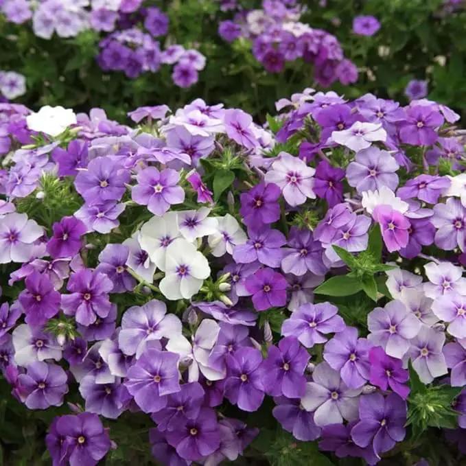 1000+ Phlox Seeds for Planting - Phlox Popstars Seeds Perennial Ground Cover Plants- Annual Flower for Home Garden by GreenHaven Gardens
