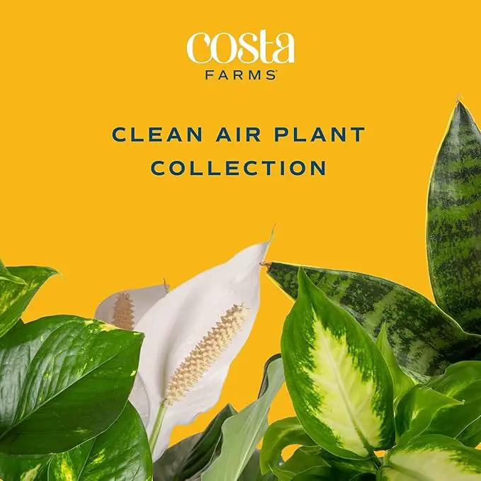 Costa Farms Live House Plants (6 Pack), Easy to Grow Live Indoor Houseplants, Grower's Choice Air Purifier Set, Potted in Indoors Garden Plant Pots, Potting Soil, Housewarming Gift, Home or Room Decor by GreenHaven Gardens