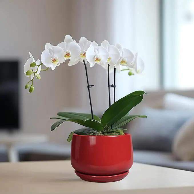 G EPGardening Ceramic Pot for Plants - 6 Inch Plant Pot with Drainage and Ceramic Tray, Modern Living Room Decor, Planter for Housewarming Gifts New Home, Red by GreenHaven Gardens