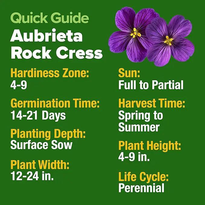 HOME GROWN 𝗨𝗦𝗔 𝗣𝗥𝗘𝗠𝗜𝗨𝗠 Aubrieta Rock Cress Purple, Flowering Ground Cover Seed Pack, Perennial Cress Seeds for Planting Outdoor Lawn Gardens 300 𝗡𝗢𝗡-𝗚𝗠𝗢 Aubrieta deltoidea Flower Seeds by GreenHaven Gardens