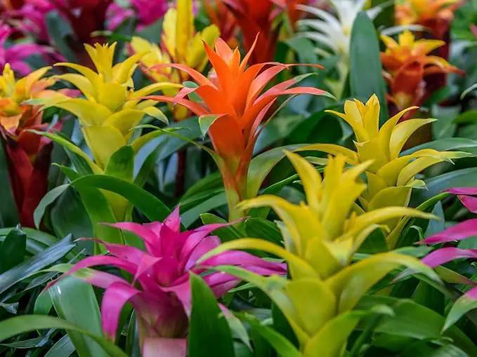 Bromeliad Potting Mix - Crafted for Superior Performance and Exquisite Blooms - 10 QUARTS by GreenHaven Gardens