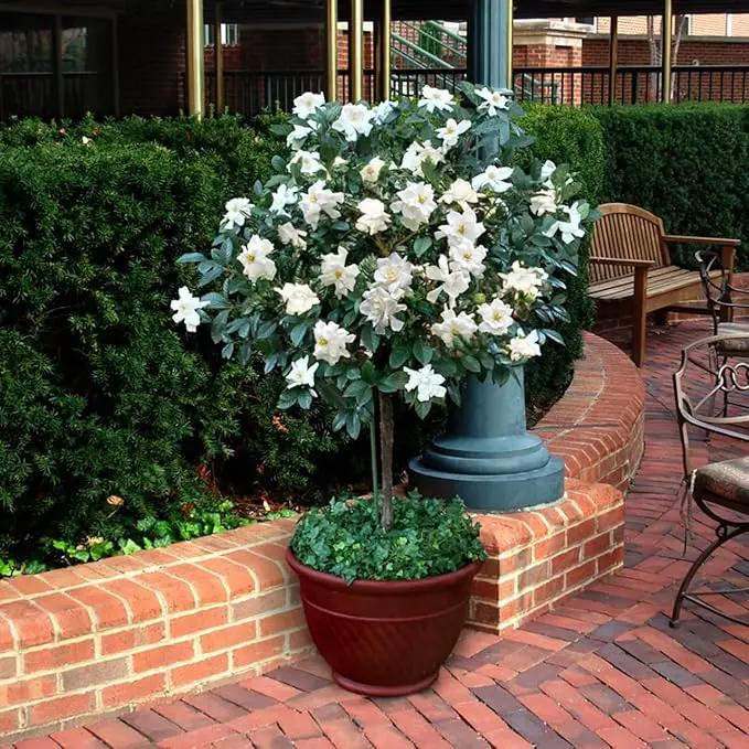 Gardenia Veitchii - Everblooming - Gardenia Jasminoides. Fragrant Evergreen Shrub with Glossy Foliage and Pure White Blooms, Perfect for Pots, Borders, or Gardens (2 Gardenia Veitchii Plants in Cup) by GreenHaven Gardens