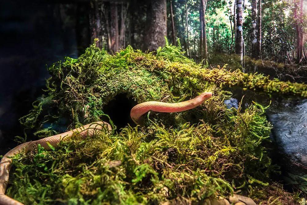 Galápagos (05346) Mossy Cave Hide, 4", Green by GreenHaven Gardens