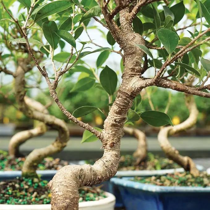 Brussel's Bonsai Live Golden Gate Ficus Indoor Bonsai Tree - Medium, 7 Years, 8 to 16 In - Live Bonsai Tree in Ceramic Bonsai Pot and Humidity Tray by GreenHaven Gardens