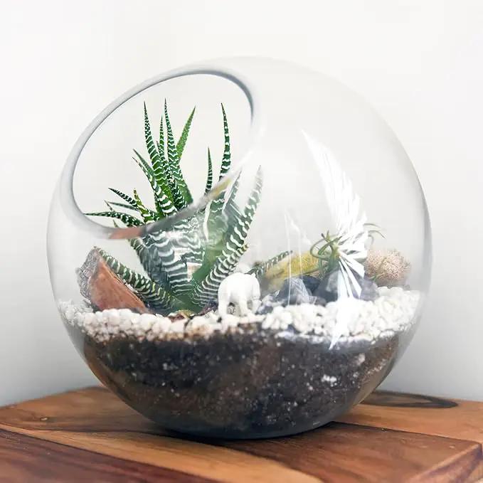 Mipcase 3 Pcs Plant Terrarium Plant Holder Terrarium Air Plant, 3 Round Glass Vase for Succulents, Clear Bubble Planter for Home Decor, Oblique Opening Glass Bowls Succulent Orbs Mini Tank by GreenHaven Gardens