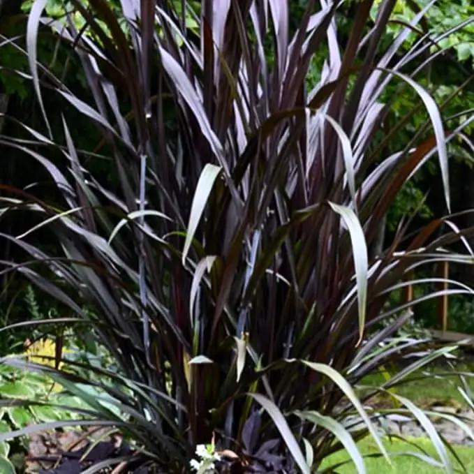 Pack 3 Fountain Grass Plants Live, 5-9 Inch Tall, Ornamental Grasses Live Plants Perennial, Well-Rooted Perennial Grass Clumps (Black Fountain Grass) by GreenHaven Gardens