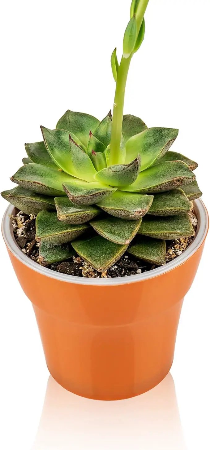Professional Succulent Soil Premium All Purpose Blend | Pre-Mixed Ready to Use for Cactus and Succulents | Sphagnum Peat Moss, Perlite, New Zealand Pine Bark - Made in USA - 4 Quart by GreenHaven Gardens