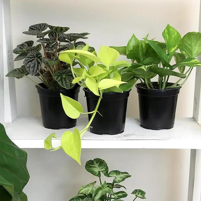 Essential Houseplant Collection (3PK) Live Plants Indoor Plants Live Houseplants in Plant Pots, Easy House Plants Indoors Live, Snake Plant, Pothos in Potting Soil, Clean Air Plants by Plants for Pets by GreenHaven Gardens