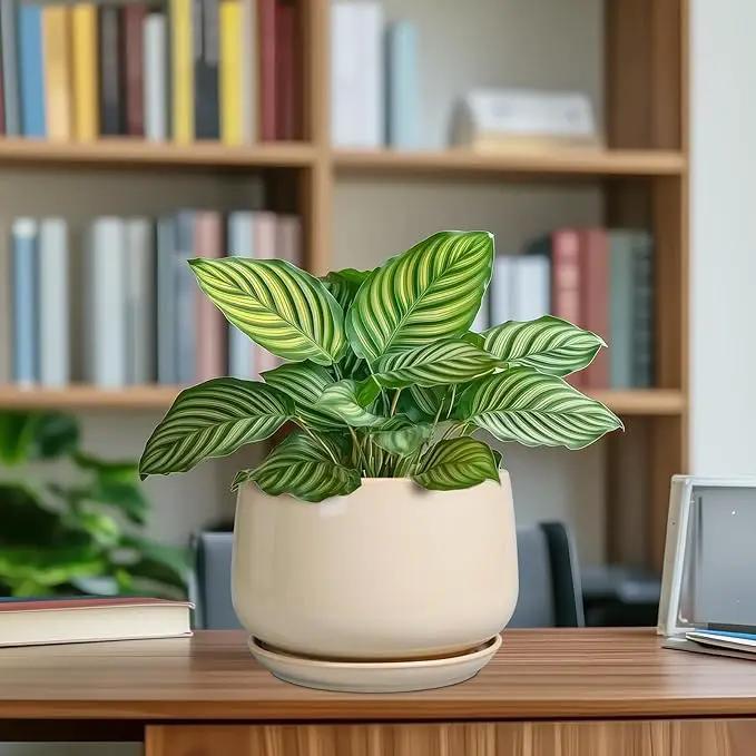 G EPGardening Ceramic Planter - 7 Inch Plant Pots with Drainage and Ceramic Tray, Flower Pots for Indoor Plants, Round Outdoor Planter, Room Decor, Gifts for Plant Lovers, Beige by GreenHaven Gardens