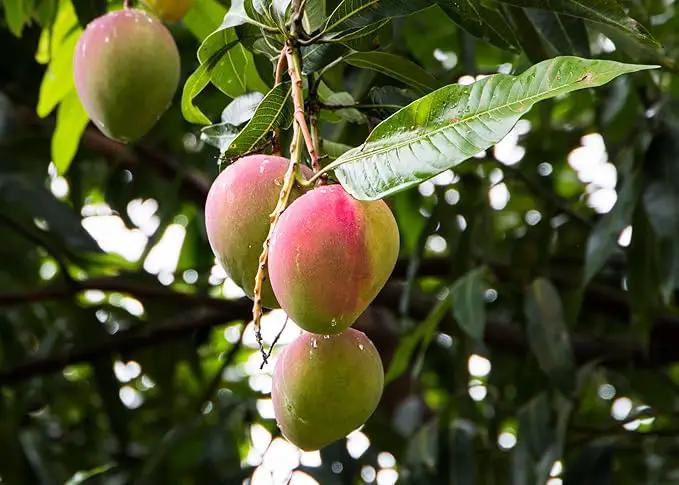 Mango Tree Potting Mix - Unlock Robust Growth and Succulent Mangoes with Our High-Performance Formula - 20 Quart by GreenHaven Gardens