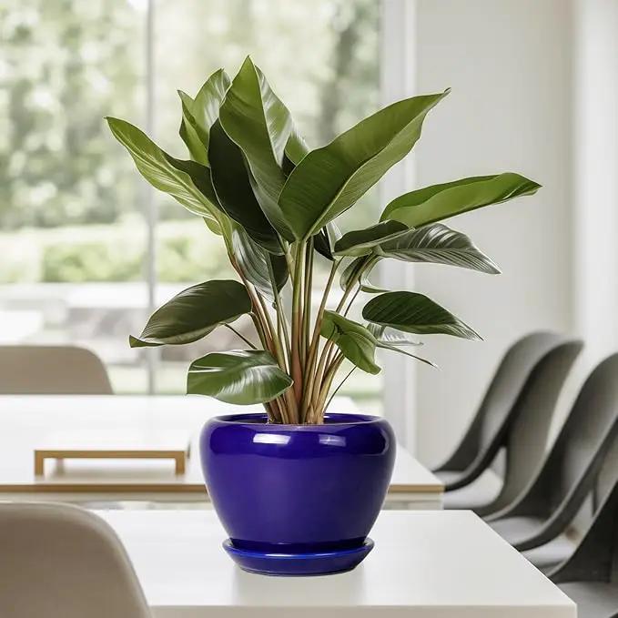 6 Inch Plant Pot - Ceramic Pots for Plants Succulent Pot with Drainage Hole and Saucer Round Planter Outdoor Flower Pot for Herb Snake Plants Blue by GreenHaven Gardens