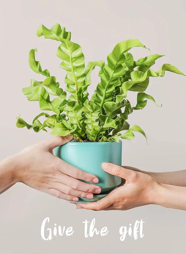 LE TAUCI Ceramic Plant Pots, 4.3+5.3+6.8 inch, Set of 3, Planters with Drainage Hole and Saucer, Indoor Flower Pot with Hole Mesh Pad, Gifts for Mom, Aqua by GreenHaven Gardens