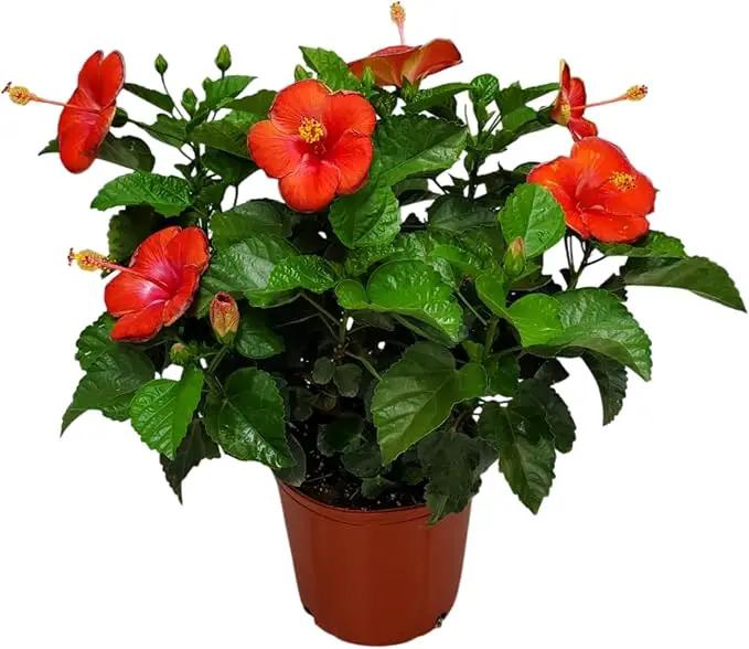 Hibiscus Plant Live - Hibiscus Bush - Red President - Overall Height 26" to 28" - Tropical Plants of Florida (Plant Only)… by GreenHaven Gardens