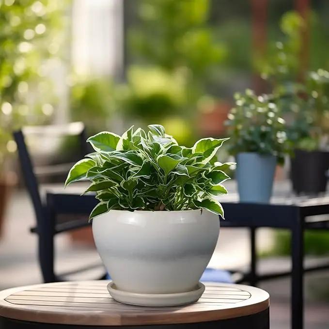 Planter Pot 6 Inch - Ceramic Plant Pot with Drainage Hole and Saucer, Round Glaze Succulent Pot for Plants, White by GreenHaven Gardens