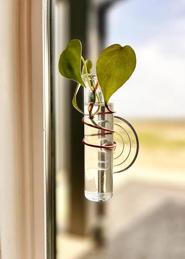 The Little Window Propagator- Window Plant Propagation Station with Removable Glass Test Tubes, Indoor Clippings, Cut Flowers, Herbs, Succulents | Home Decor | Plant Lover Gift by GreenHaven Gardens