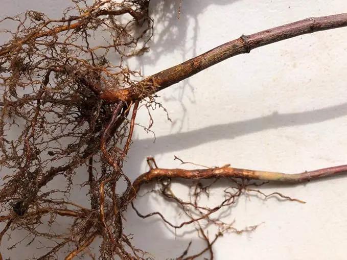 Japanese Red Maple Live Plants Shipped 1-2 Foot Tall by GreenHaven Gardens
